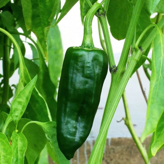 Poblano Ancho Pepper Seeds, Heirloom, Mild Heat, Stuffing Chili, Rich Flavor, Non-GMO, Fast Growing, Easy to Grow for Planting Indoor & Outdoor Gardening