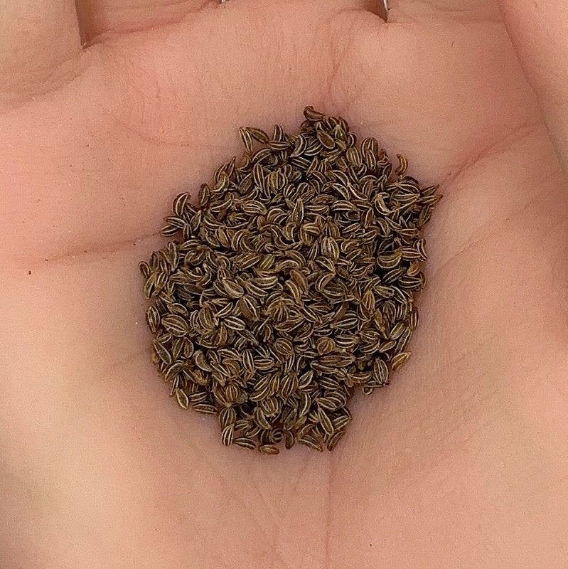 Parsley Seeds, Italian Flat Leaf, Fast Growing, Herb, Non-GMO, Easy to Grow for Planting Indoor & Outdoor Gardening