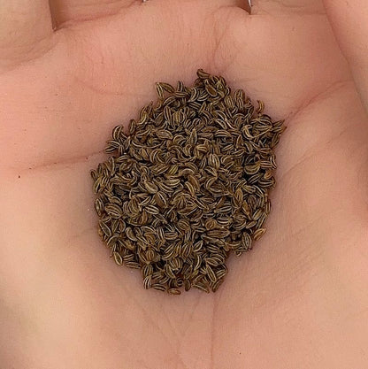 Parsley Seeds, Italian Flat Leaf, Fast Growing, Herb, Non-GMO, Easy to Grow for Planting Indoor & Outdoor Gardening