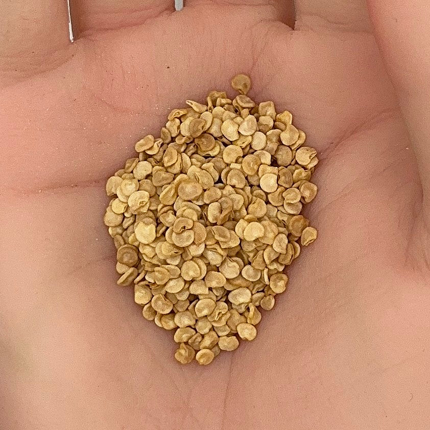 Firecracker Pepper Seeds, Spicy Heirloom, Hot Ornamental, Edible Chili, Non-GMO, Fast Growing, Easy to Grow for Planting Indoor & Outdoor Gardening