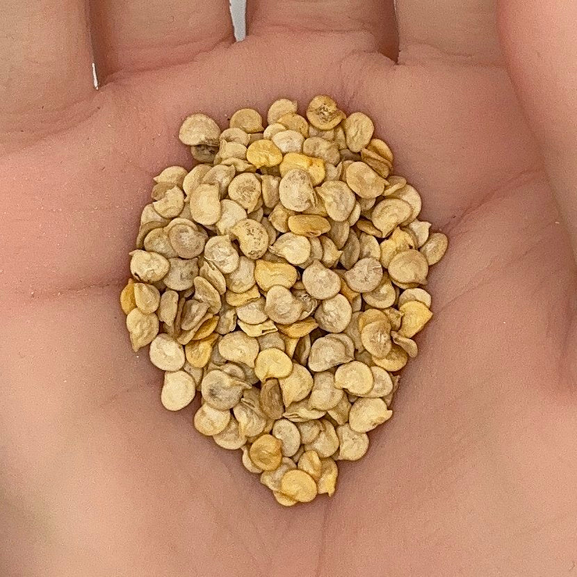 Poblano Ancho Pepper Seeds, Heirloom, Mild Heat, Stuffing Chili, Rich Flavor, Non-GMO, Fast Growing, Easy to Grow for Planting Indoor & Outdoor Gardening