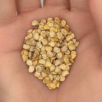 Poblano Ancho Pepper Seeds, Heirloom, Mild Heat, Stuffing Chili, Rich Flavor, Non-GMO, Fast Growing, Easy to Grow for Planting Indoor & Outdoor Gardening