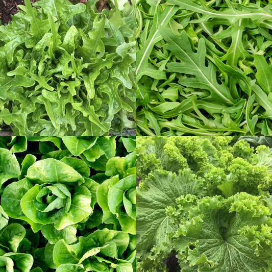 Salad Greens Starter Set of 4000+ Seeds, Arugula, Oakleaf, Romaine, Mustard, Non-GMO, Fast Growing, Easy to Grow for Planting Indoor & Outdoor Gardening