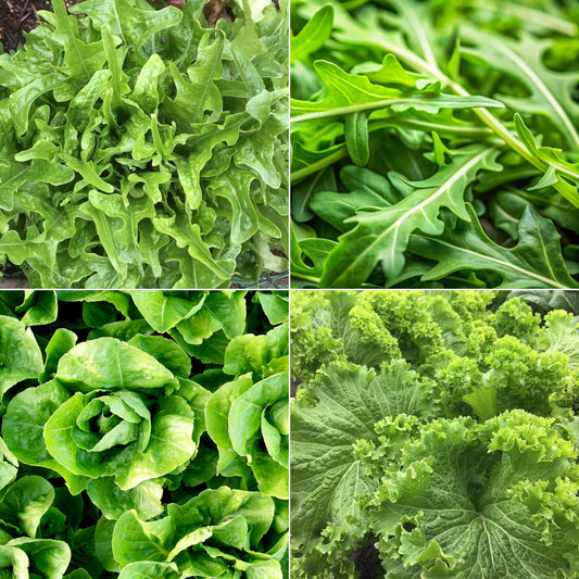 Salad Greens Starter Set of 4000+ Seeds, Arugula, Oakleaf, Romaine, Mustard, Non-GMO, Fast Growing, Easy to Grow for Planting Indoor & Outdoor Gardening
