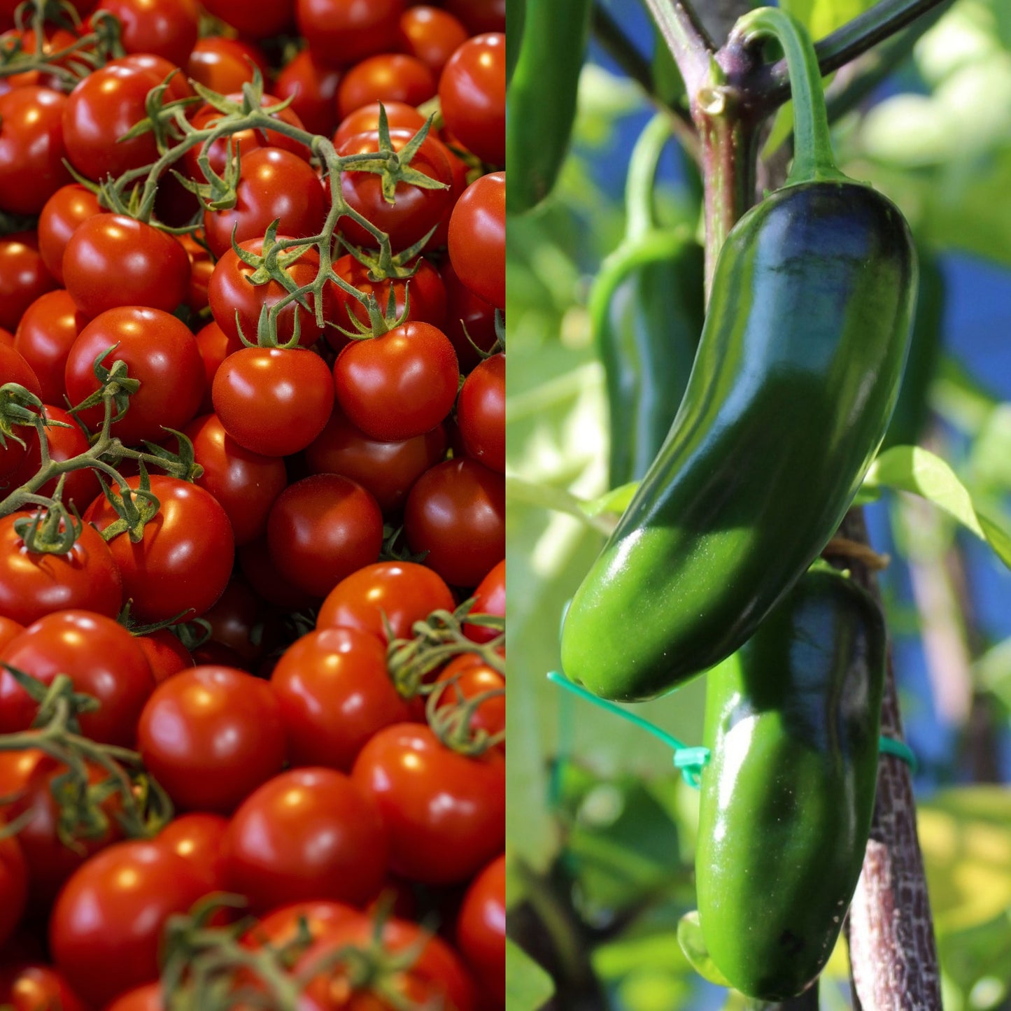 Salsa Garden Duo Set of 1000+ Seeds, Tomato Large Red Cherry, Jalapeno Pepper, Non-GMO, Fast Growing, Easy to Grow for Planting Indoor & Outdoor Gardening