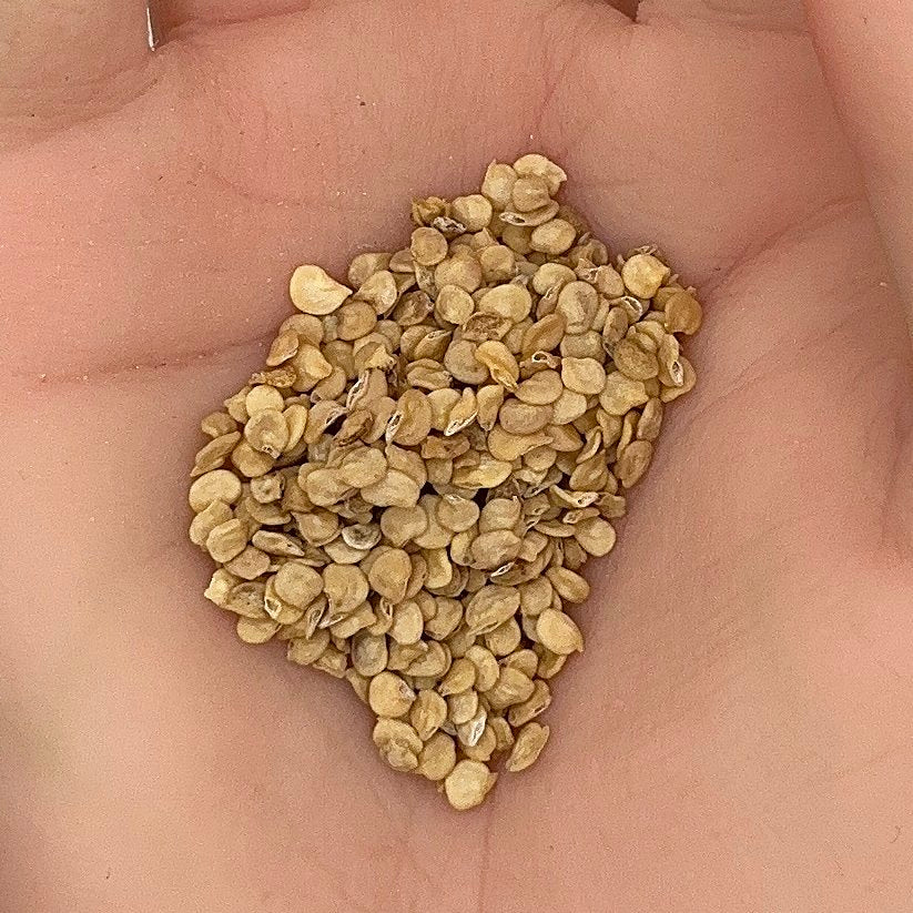 Serrano Pepper Seeds, Hot Heirloom, Productive Plant, High Yield, Non-GMO, Fast Growing, Easy to Grow for Planting Indoor & Outdoor Gardening