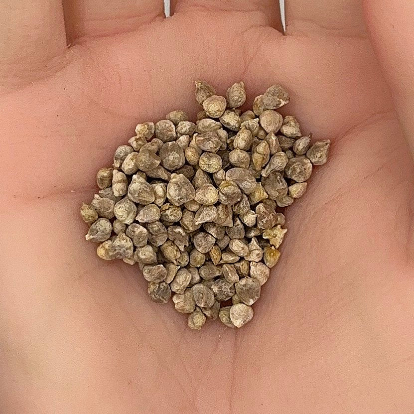 Spinach Bloomsdale Seeds, Heirloom, Savory Greens, Cold Hardy, Salad Favorite, Non-GMO, Easy to Grow for Planting Indoor & Outdoor Gardening