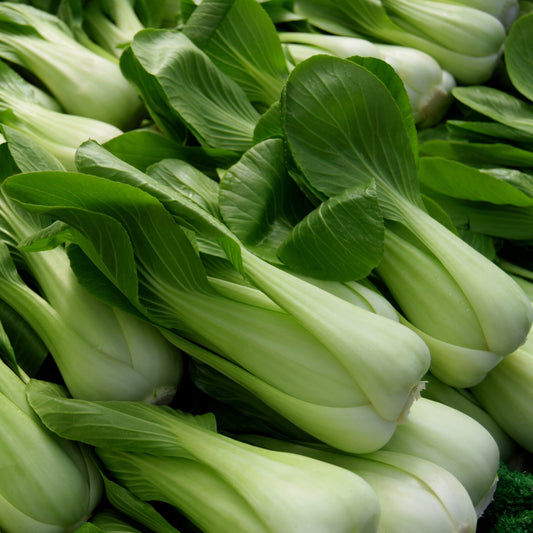 Bok Choy Seeds, Pak Choi White Stem, Stir Fry Favorite, Crisp, Non-GMO, Fast Growing, Easy to Grow for Planting Indoor & Outdoor Gardening