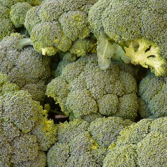 Broccoli Waltham 29 Seeds, Heirloom, Garden Favorite, High Yield, Non-GMO, Fast Growing, Easy to Grow for Planting Indoor & Outdoor Gardening