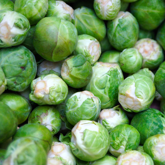 Brussel Sprouts Catskill Seeds, Heirloom, Cold Hardy, Easy to Grow, Non-GMO, Fast Growing, Easy to Grow for Planting Indoor & Outdoor Gardening