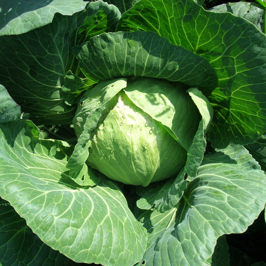 Cabbage Golden Acre Seeds, Heirloom, Easy to Grow, Garden Favorite, Non-GMO, Fast Growing, Easy to Grow for Planting Indoor & Outdoor Gardening