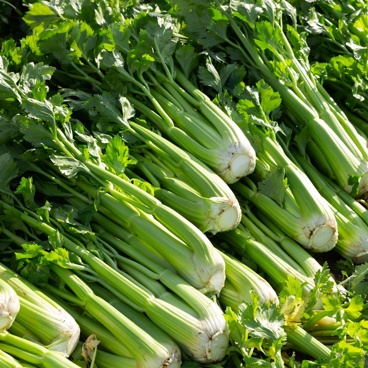 Celery Tall Utah Seeds, Heirloom, Tender Crunchy, Garden Favorite, Flavorful, Non-GMO, Fast Growing, Easy to Grow for Planting Indoor & Outdoor Gardening