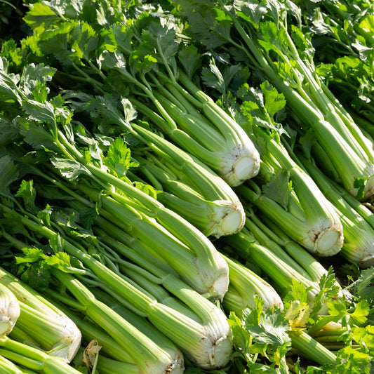 Celery Tall Utah Seeds, Heirloom, Tender Crunchy, Garden Favorite, Flavorful, Non-GMO, Fast Growing, Easy to Grow for Planting Indoor & Outdoor Gardening