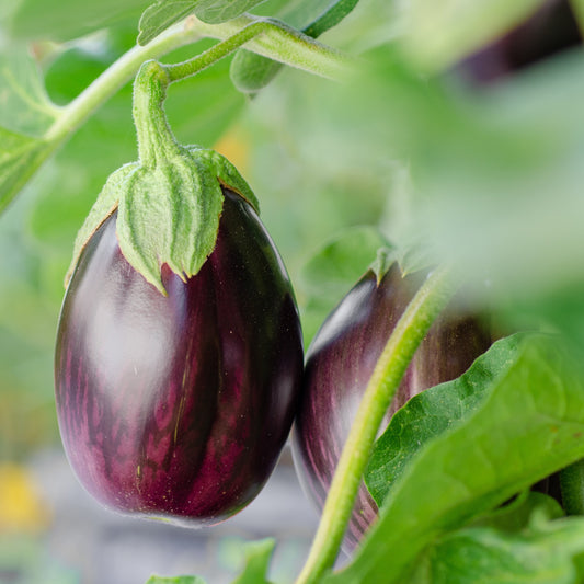 Eggplant Black Beauty Seeds, Heirloom, High Yield, Garden Favorite, Non-GMO, Fast Growing, Easy to Grow for Planting Indoor & Outdoor Gardening