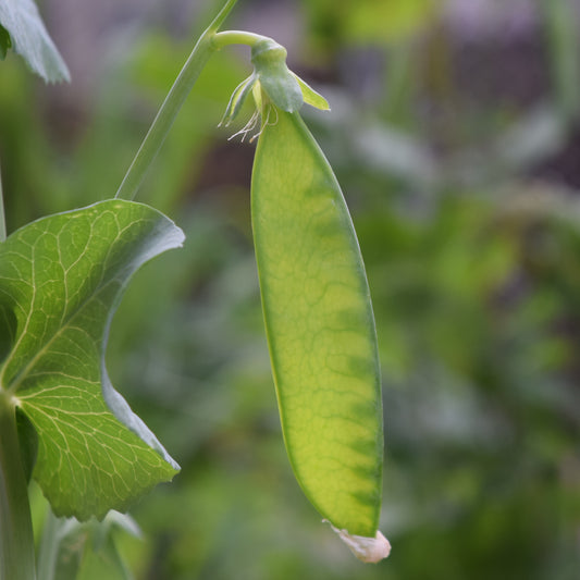 Pea Oregon Sugar Pod Seeds,Crisp Pods, High Yield & Hardy, Tender Snow, Non-GMO, Fast Growing, Easy to Grow for Planting Indoor & Outdoor Gardening