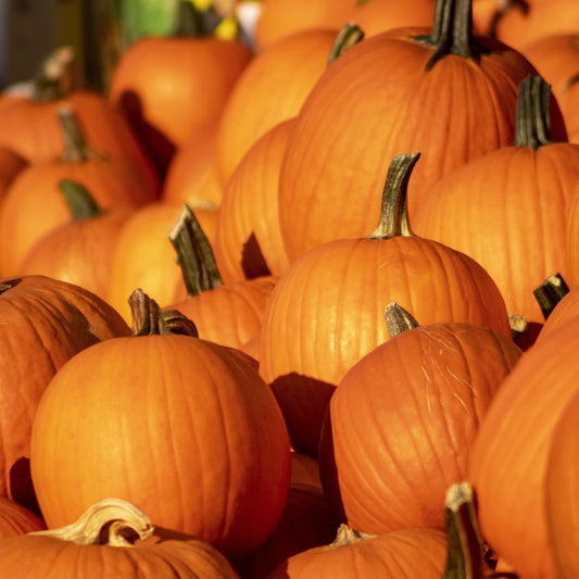 Pumpkin Connecticut Field Seeds, Heirloom, Traditional Pumpkin, Non-GMO, Fast Growing, Easy to Grow for Planting Indoor & Outdoor Gardening