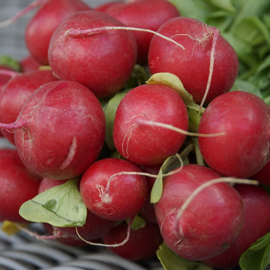 Radish Cherry Belle Seeds, Heirloom, Crisp, Non-GMO, Fast Growing, Easy to Grow for Planting Indoor & Outdoor Gardening
