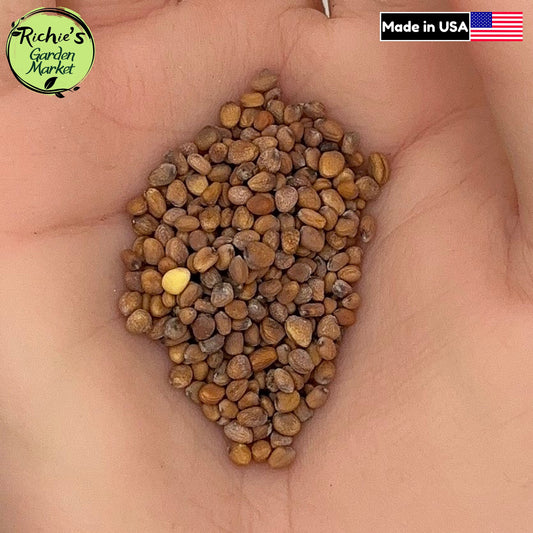 Cherry Belle Radish Seeds – Non-GMO, Crisp & Fast Growing