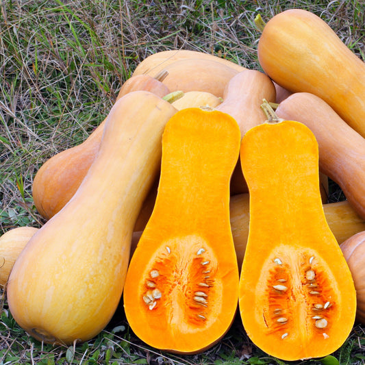 Squash Butternut Seeds, Heirloom, Sweet & Nutty Flavor, Non-GMO, Fast Growing, Easy to Grow for Planting Indoor & Outdoor Gardening