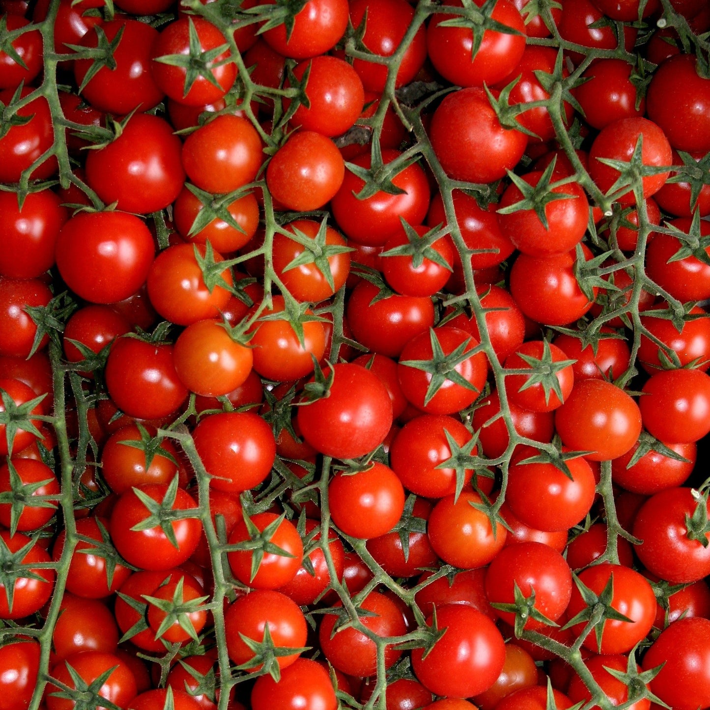 Tomato Large Red Cherry Seeds, Heirloom, Juicy & Sweet, Non-GMO, Fast Growing, Easy to Grow for Planting Indoor & Outdoor Gardening