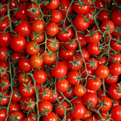 Tomato Large Red Cherry Seeds, Heirloom, Juicy & Sweet, Non-GMO, Fast Growing, Easy to Grow for Planting Indoor & Outdoor Gardening