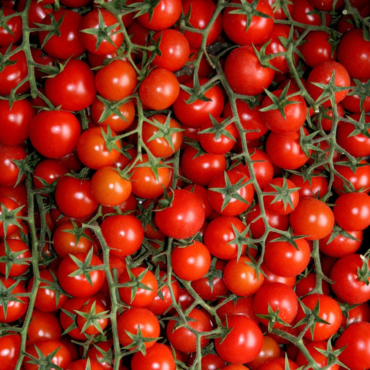 Tomato Large Red Cherry Seeds, Heirloom, Juicy & Sweet, Non-GMO, Fast Growing, Easy to Grow for Planting Indoor & Outdoor Gardening