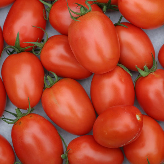 Tomato Roma VF Seeds, Heirloom, Rich Flavor, Meaty & Flavorful, Non-GMO, Fast Growing, Easy to Grow for Planting Indoor & Outdoor Gardening