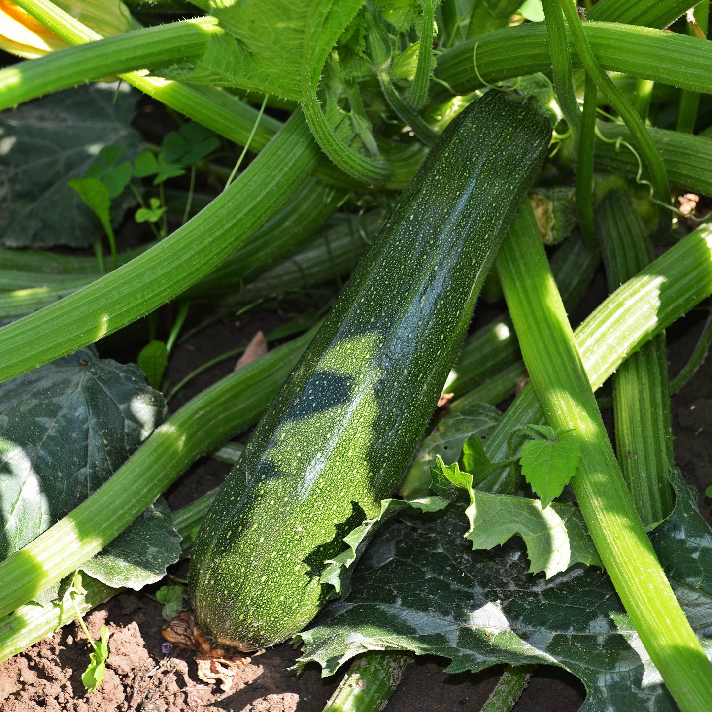 Zucchini Dark Green Seeds, Heirloom, High Yield, Non-GMO, Fast Growing, Easy to Grow for Planting Indoor & Outdoor Gardening