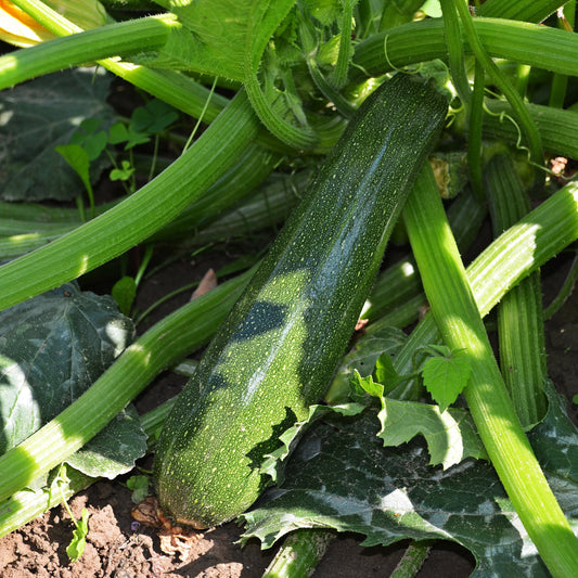 Zucchini Dark Green Seeds, Heirloom, High Yield, Non-GMO, Fast Growing, Easy to Grow for Planting Indoor & Outdoor Gardening