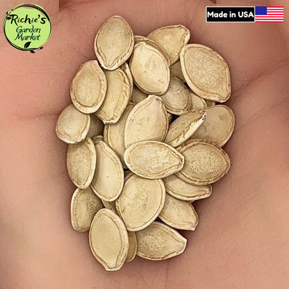 Dark Green Zucchini Seeds – Non-GMO, High Yield